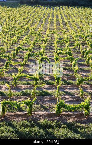 Jeunes pieds de vigne dans le vignoble de Bordeaux. Renouvellement de la vigne après arrachage des pieds de vigne trop Stockfoto