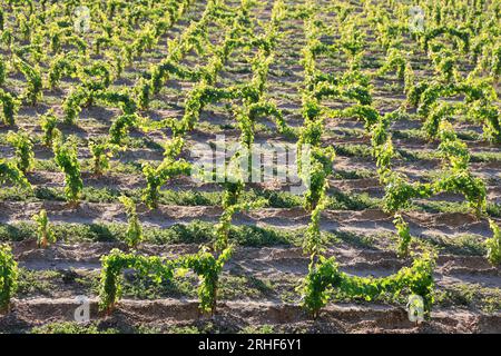 Jeunes pieds de vigne dans le vignoble de Bordeaux. Renouvellement de la vigne après arrachage des pieds de vigne trop Stockfoto