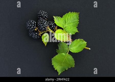 Nahaufnahme frischer reifer Brombeeren auf schwarzem Hintergrund, Draufsicht Stockfoto