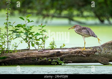 Schwarzkronen-Nachreiher/Schwarzkappenreiher (Nycticorax nycticorax) Junges Stretchbein auf gefallenem Baumstamm im Wasser des Teiches im Sommer Stockfoto