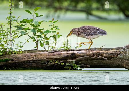 Schwarzkronen-Nachreiher/Schwarzkronen-Nachreiher (Nycticorax nycticorax) Jungfräulich, der im Sommer über den gefallenen Baumstamm im Wasser des Teiches wandert Stockfoto