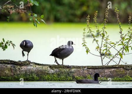 Eurasische Kutten/Gemeine Kutte (Fulica atra), die im Sommer im Wasser des Teiches einen Baumstamm in Ruhe gelassen haben Stockfoto