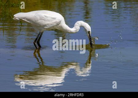 Little Eretta garzetta, Jungfische, die im Sommer im seichten Wasser des Teichs Fische fangen Stockfoto