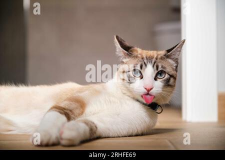 Lustige Katze, die zu Hause die Zunge ausstreckt. Stockfoto