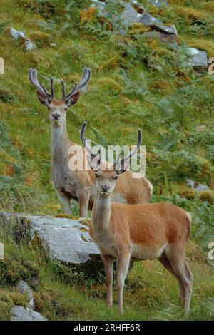 Ein Paar junger schottischer Rotwild (Cervus elaphus scoticus), das auf einem Berghang steht. North West Sutherland, Schottland Stockfoto