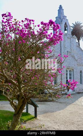 Magenta erhebt sich auf einem Dornbusch von Bougainvillea neben der Kapelle des Heiligen Sebastian La Toja IslandLa Toja Insel Pontevedra Galicien Spanien Stockfoto