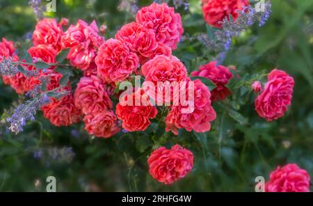 Altmodische, romantische Blumen, rosa Rosen im Garten Stockfoto