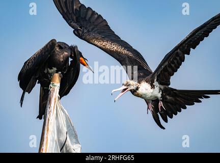 Zwei Christmas Island Fregatebirds (Fregata und rewsi) kämpfen um die Position. Java, Indonesien. Stockfoto
