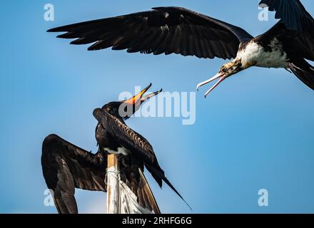 Zwei Christmas Island Fregatebirds (Fregata und rewsi) kämpfen um die Position. Java, Indonesien. Stockfoto