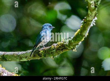 Ein Indigo-Fliegenfänger (Eumyias indigo), der auf einem Ast sitzt. Java, Indonesien. Stockfoto