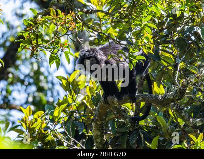 Ein östlicher Javan Langur (Trachypithecus auratus), der an einem Baum forscht. Java, Indonesien. Stockfoto