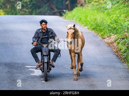 Ein Einheimischer auf einem Motorrad mit einem Laufpferd auf der Straße. Java, Indonesien. Stockfoto