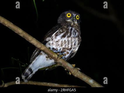 Ein braunes Bücherbuch (Ninox scutulata), das nachts auf einem Ast thront. Sumatra, Indonesien. Stockfoto