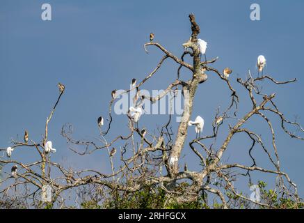 Javaneiher (Ardeola speciosa) und Reiher (Ardea alba) an einem großen Baum. Sumatra, Indonesien. Stockfoto