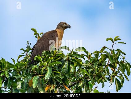 Ein grauer Fischadler (Haliaeetus ichthyaetus), der auf einem Baum thront. Sumatra, Indonesien. Stockfoto