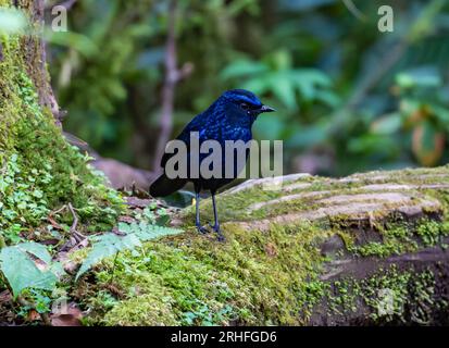 Eine glänzende Pfeifendrossel (Myophonus melanurus), die sich im Wald ernährt. Sumatra, Indonesien. Stockfoto