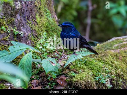 Eine glänzende Pfeifendrossel (Myophonus melanurus), die sich im Wald ernährt. Sumatra, Indonesien. Stockfoto