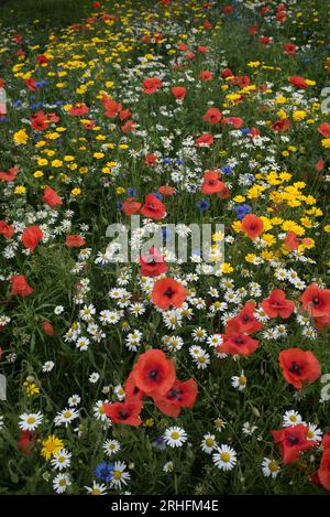 Wildblumen wachsen in Edinburgh, Schottland, Großbritannien. Stockfoto