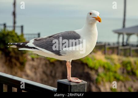 Natürlicher Lebensraum der Möwen, Nahaufnahme. Gull sitzt auf dem Geländer des Zauns. Möwenvogel auf schwarzem Stahlzaunpfahl im öffentlichen Park. Eine Möwe auf einem Metallzaun am Meer Stockfoto
