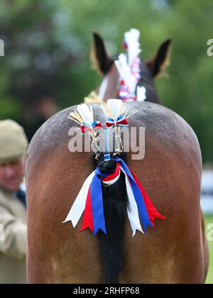 Shire Horses nahm an der Great Yorkshire Show 2023 Teil Stockfoto