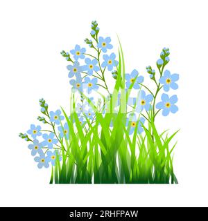 Das Objekt ist grünes Gras und Vergiss-mich-nicht-Blumen. Vektorillustration Stock Vektor