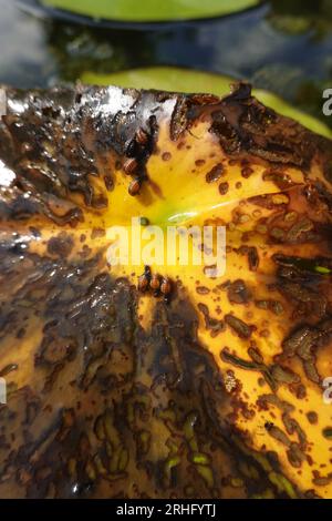 Larven und Frassspuren des Seerosenblattkäfer (Galerucella nymphaeae) Stockfoto