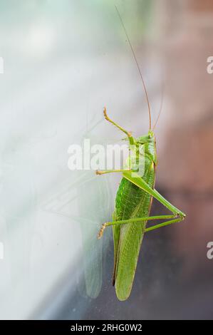 Grüner Grashüpfer, Kricket-Insekten, die durch ein Fenster kriechen, Buschkricket Tettigonia viridissima Stockfoto