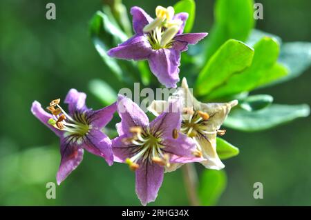 In der wilden Blüte ein Zweig Lycium barbarum Stockfoto