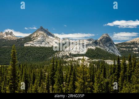 Kiefern im Vorland der Kathedrale und Echo Peaks in Yosemite Stockfoto