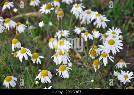 Kamillenblüten auf der Wiese inmitten von Wildgräsern Stockfoto