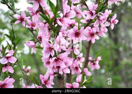 im Frühling wächst caltha palustris im feuchten Erlenwald Stockfoto