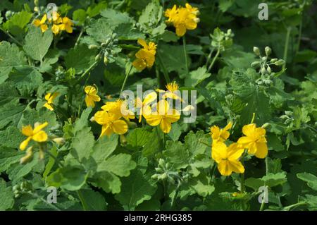 Chelidonium majus mit Blättern und gelben Blumen, die in freier Wildbahn wachsen Stockfoto