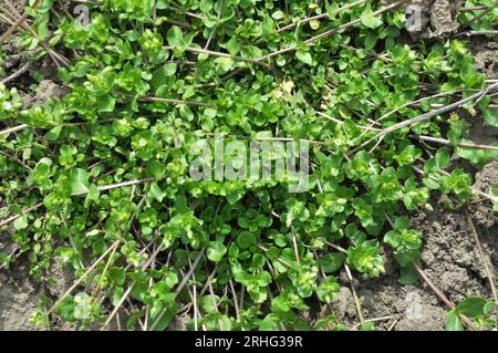 Im Frühling wachsen die Medien in Stellaria in freier Wildbahn Stockfoto