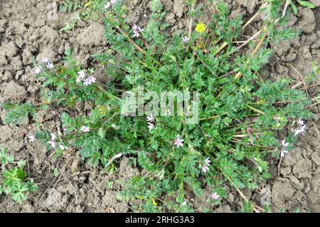 Auf dem Feld wächst wie ein Unkraut in der Natur das Erodium cicutarium Stockfoto