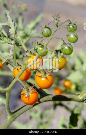 Ein Cluster oder Truss aus Sungold Cherry Tomatoes (Solanum lycopersicum) von noch grün bis hellorange einer vollreifen Frucht, verzehrfertig. Stockfoto