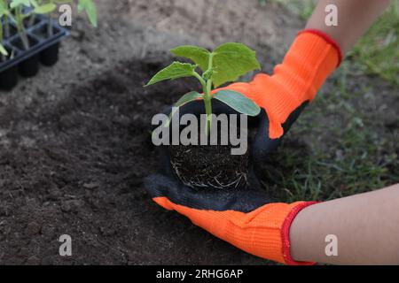 Frau, die Gartenhandschuhe trägt, die im Freien Sämlinge pflanzt, Nahaufnahme Stockfoto