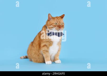 Süße Katze mit Fliege auf hellblauem Hintergrund Stockfoto