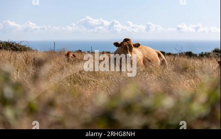 Normandie, Frankreich, 2020. Eine Kuh, die auf einem Feld liegt. Stockfoto