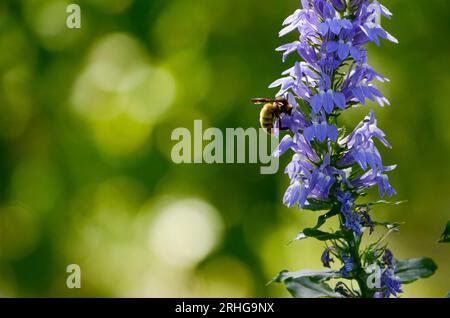 Tolle Blue Lobelia Blume mit Biene Stockfoto