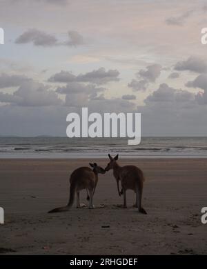 Zwei ostgraue Kängurus (Makropus giganteus), einheimisches Beuteltier, am Strand bei Sonnenaufgang in cape hillsborough, queensland, australien Stockfoto