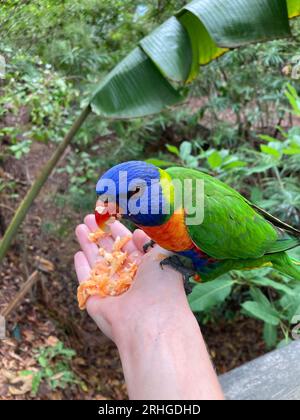 Nahaufnahme eines Regenbogenlorikeets (Trichoglossus moluccanus), einheimischer australischer Papagei, der auf einer Menschenhand auf der magnetischen Insel queensland, aus, sitzt Stockfoto