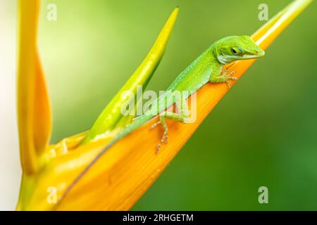 Grüne Anole (Anolis carolinensis) Echse auf einer hellorangen Heliconia-Pflanze (Heliconia latispatha) in Jacksonville, Florida. (USA) Stockfoto