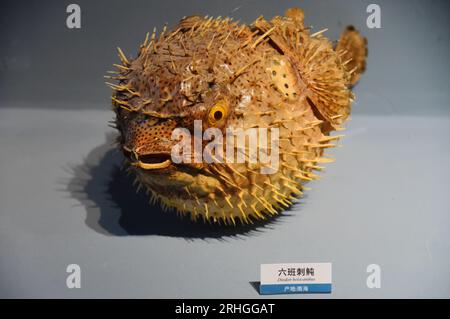 Stachelige Meeresorganismen, die im Zhejiang Museum of Natural History ausgestellt werden, ziehen Besucher an, Stadt Hangzhou, ostchinesische Provinz Zhejiang, 15. August 202 Stockfoto