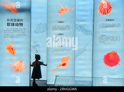 Stachelige Meeresorganismen, die im Zhejiang Museum of Natural History ausgestellt werden, ziehen Besucher an, Stadt Hangzhou, ostchinesische Provinz Zhejiang, 15. August 202 Stockfoto