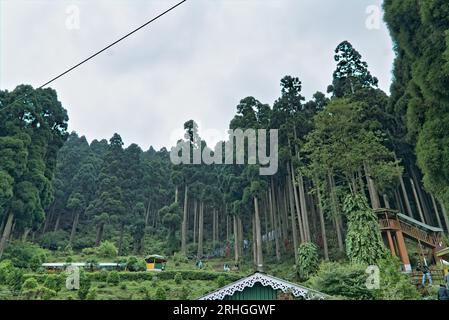 Darjeeling, westbengalen, Indien, 05.27.2023. Landschaftsblick auf Kiefern in kalimpong Stockfoto