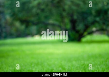 Der Hintergrund zeigt unscharfe Apfelbäume. Ansicht eines flachen Bildes von Gras, das in einem großen, gepflegten Garten zu sehen ist Stockfoto