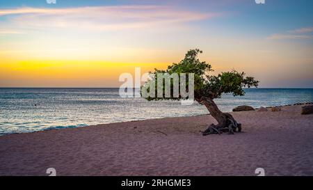 Lokaler divi-Baum bei Sonnenuntergang in Eagle Beach, Aruba Stockfoto