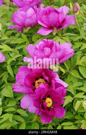 Baumpfingstrose. Die rosa Blume der Pfingstrose blüht im Garten. Schöne Blütenblätter von Paeonia sect Stockfoto