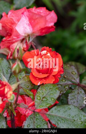 "Hanky Panky" Floribunda Rose, Floribundaros (Rosa) Stockfoto