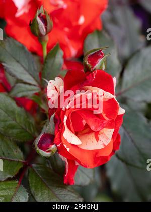 "Hanky Panky" Floribunda Rose, Floribundaros (Rosa) Stockfoto